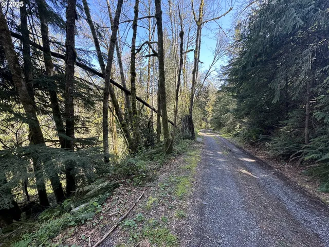 a view of a yard with plants and trees