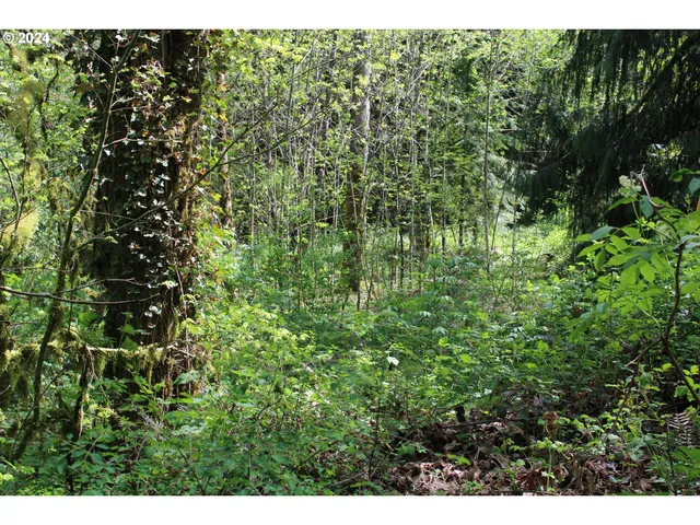 a view of a lush green forest