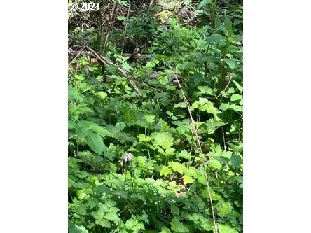 a view of a plant in a garden