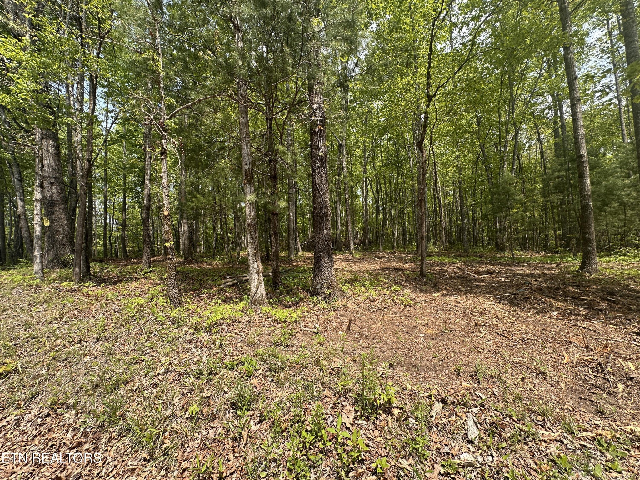 50 Oloff Smith Road Allardt, TN 38504 - Photo 2 of 8 Gallery Image 2