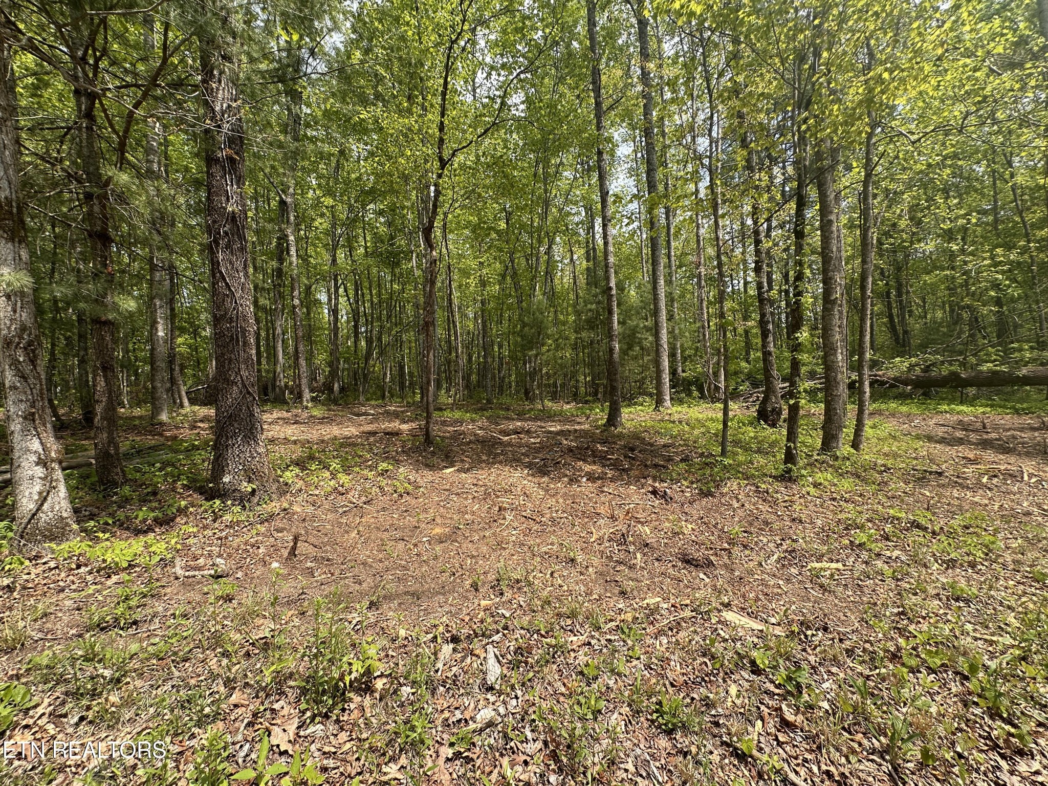 50 Oloff Smith Road Allardt, TN 38504 - Photo 3 of 8 Gallery Image 3
