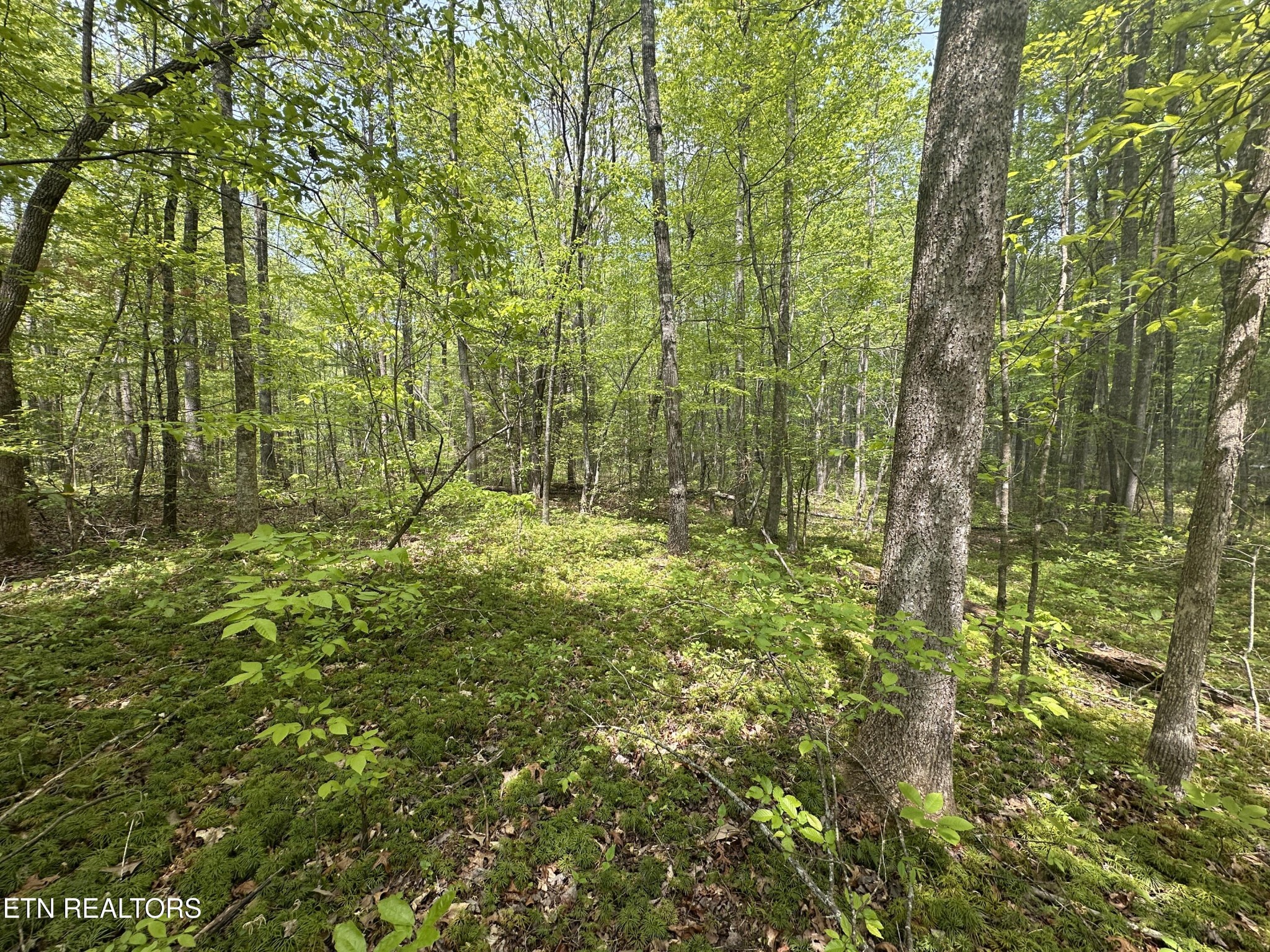 50 Oloff Smith Road Allardt, TN 38504 - Photo 6 of 8 Gallery Image 6