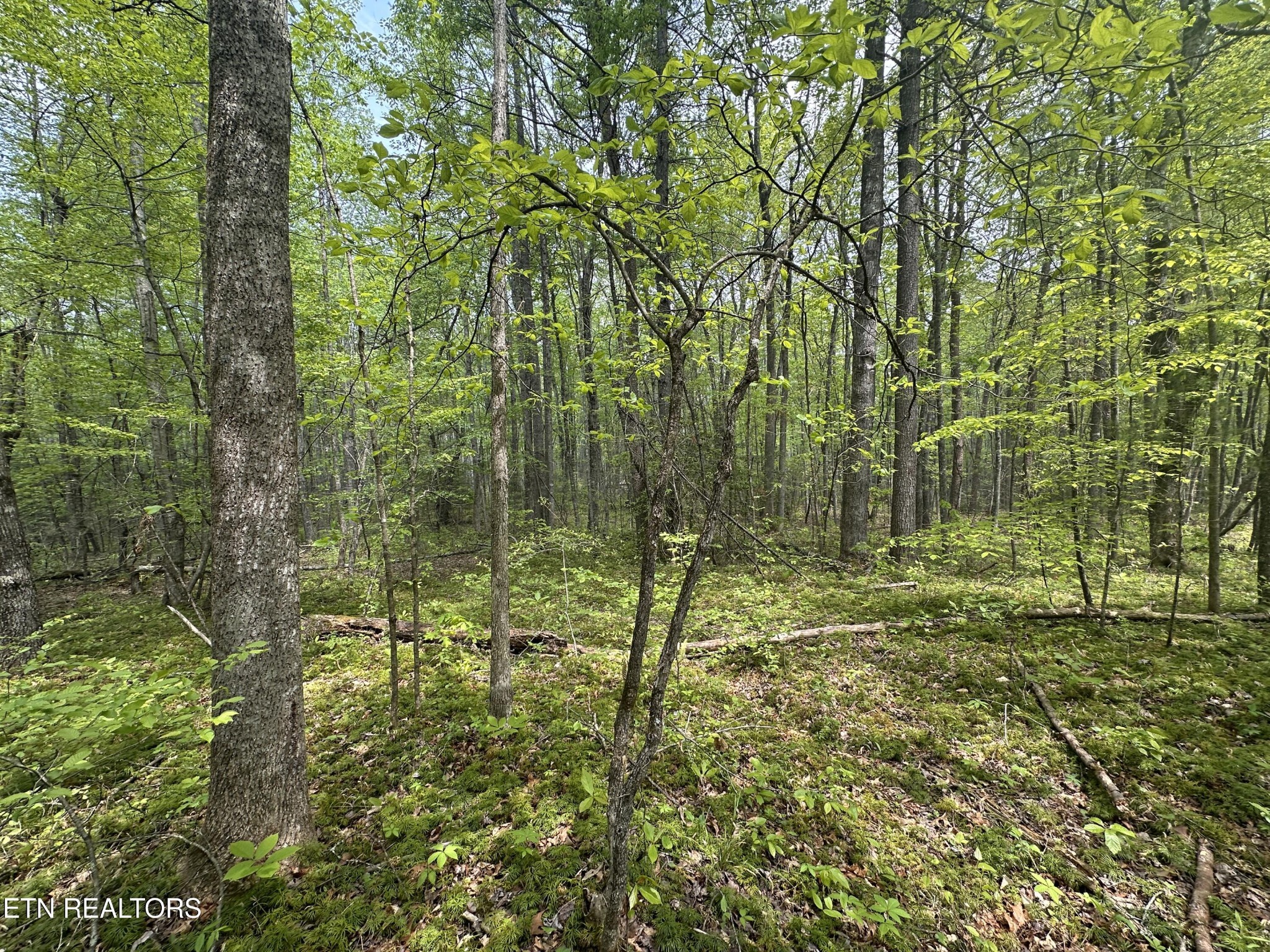 50 Oloff Smith Road Allardt, TN 38504 - Photo 7 of 8 Gallery Image 7