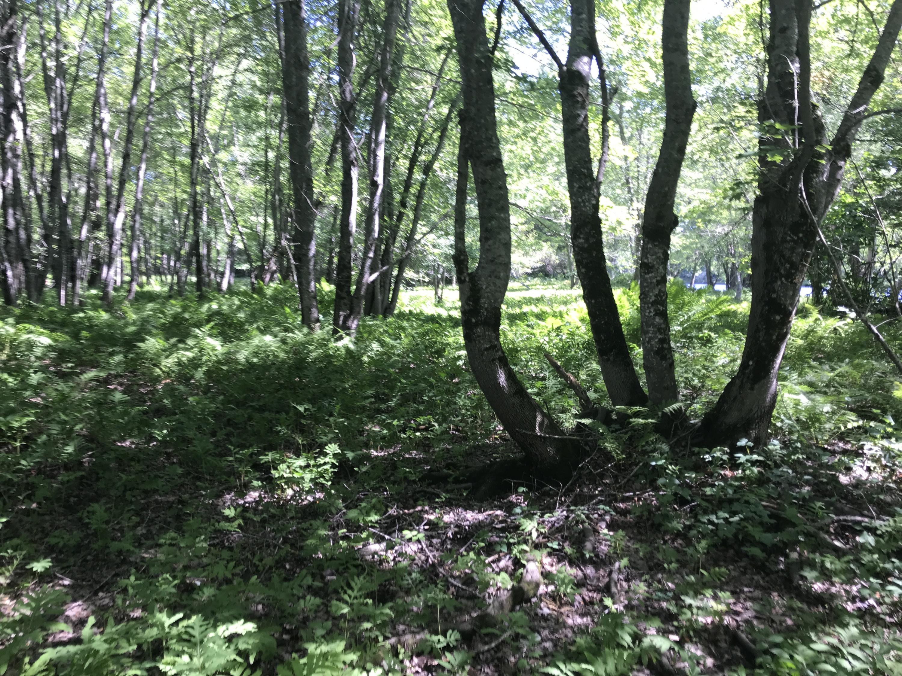 Lot 4.22 Mattmiscontis Road Lincoln, ME 04457 - Photo 5 of 15 Photo Aug 05, 10 48 52 AM