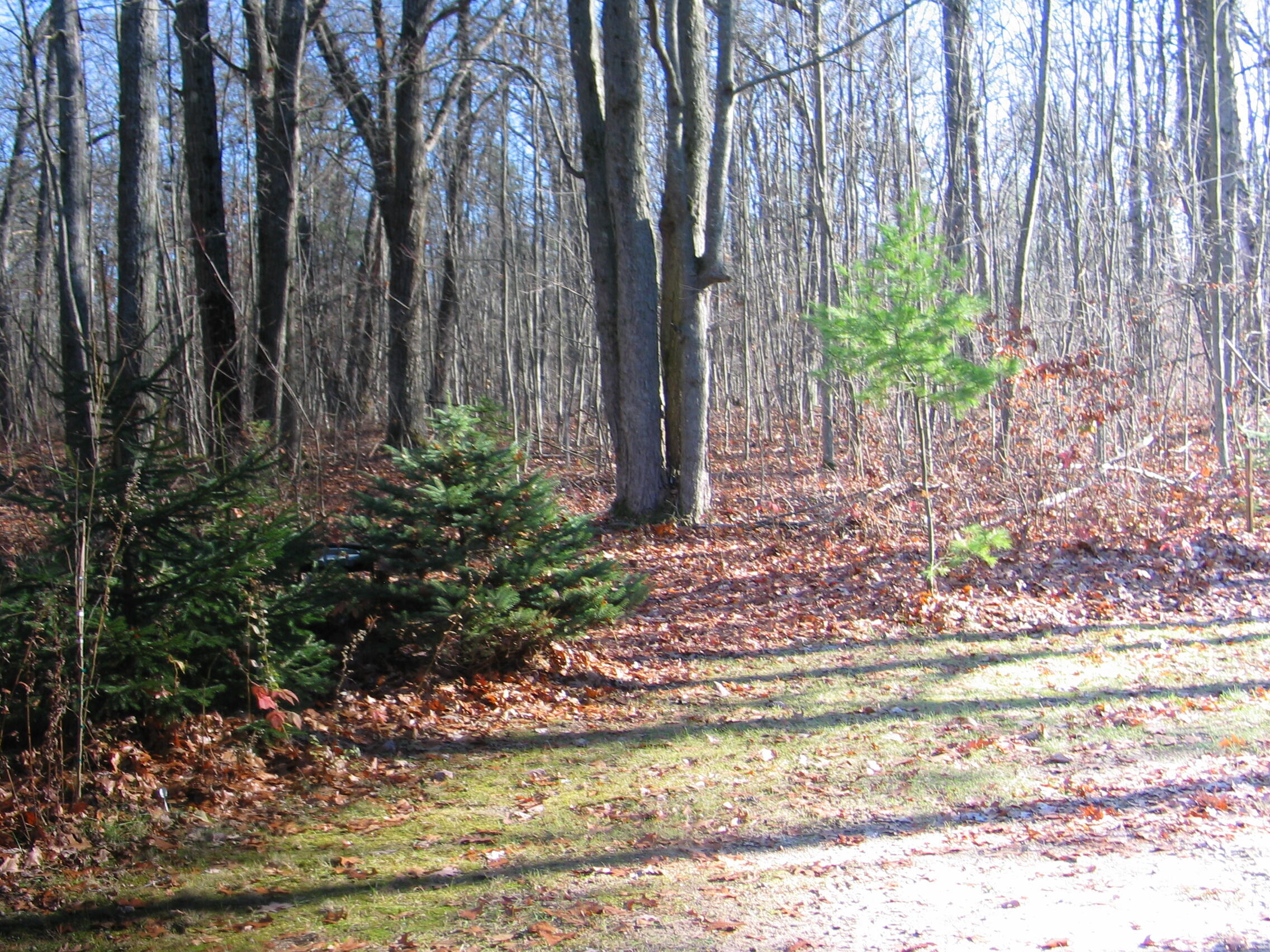 8470 Dead Stream Road Roscommon, MI 48653 - Photo 23 of 24 IMG_7521