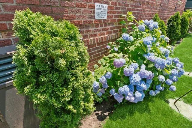 a view of a bunch of flowers
