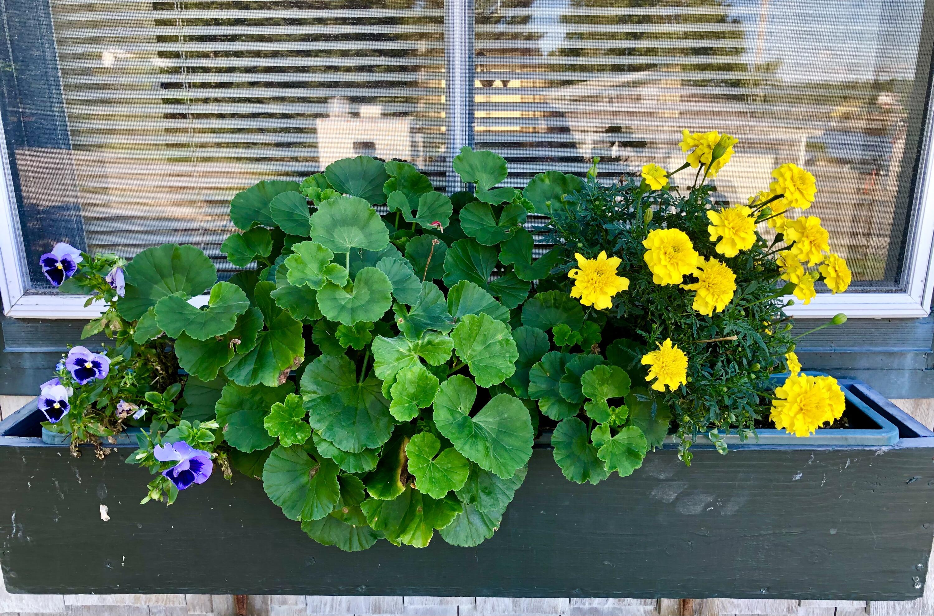 48 Granville Road Bass Harbor, ME 04653 - Photo 12 of 60 Window boxes