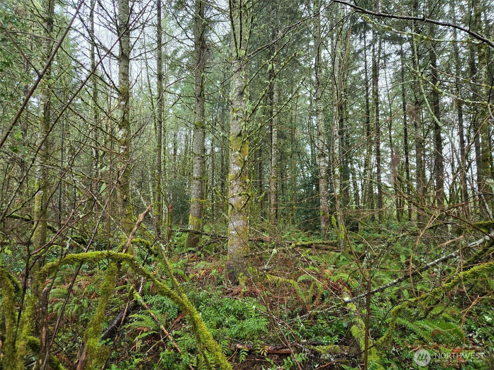 -end Of Smith Road Centralia, WA 98531 - Photo 18 of 20