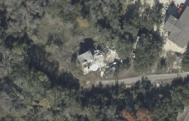 a view of a forest with a tree