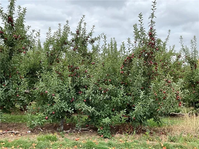 $27,500 | Densmore Road, Albion, NY 14411