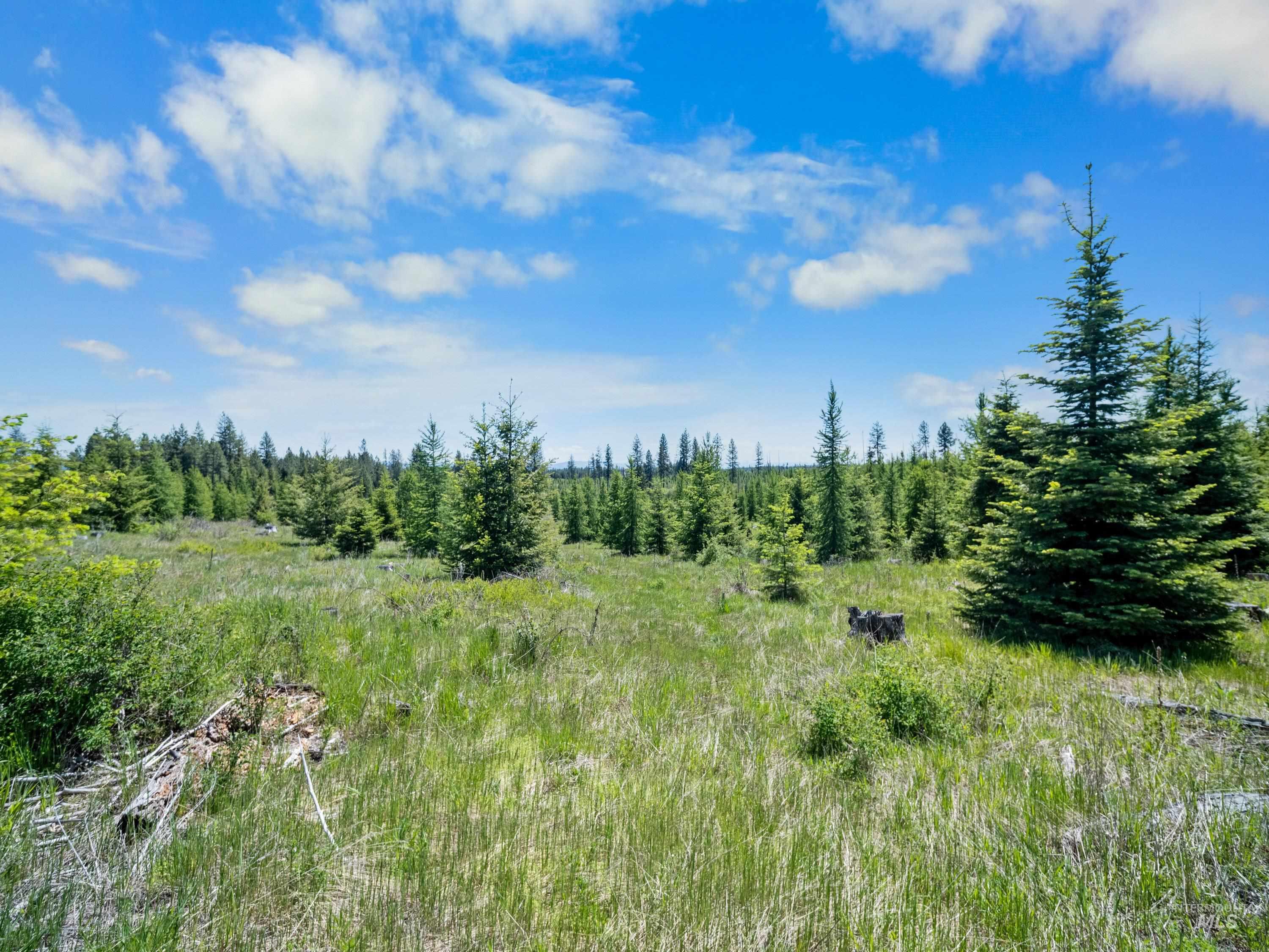 0 Timberline Heights Weippe, ID 83553 - Photo 14 of 16 View of local wilderness