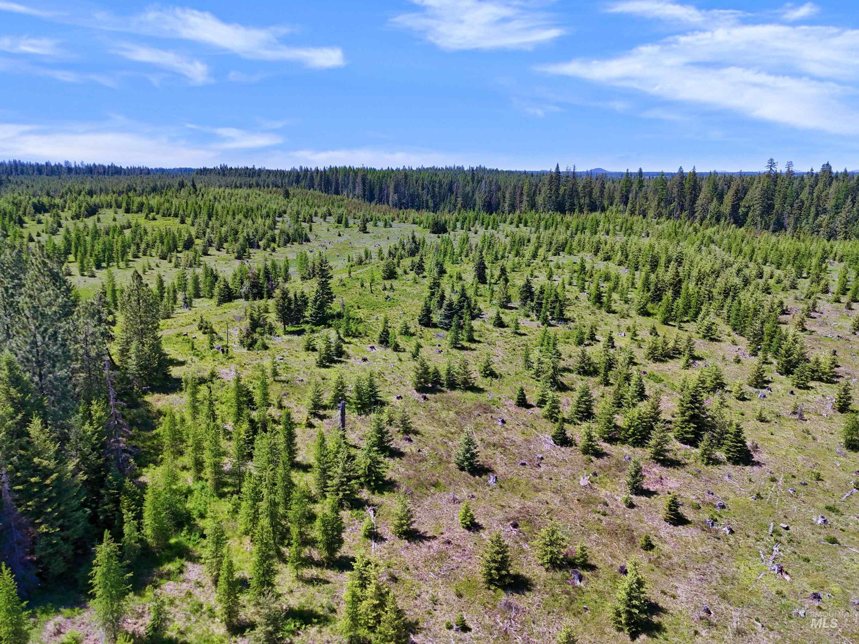 0 Timberline Heights Weippe, ID 83553 - Photo 5 of 16 Drone / aerial view of a forest
