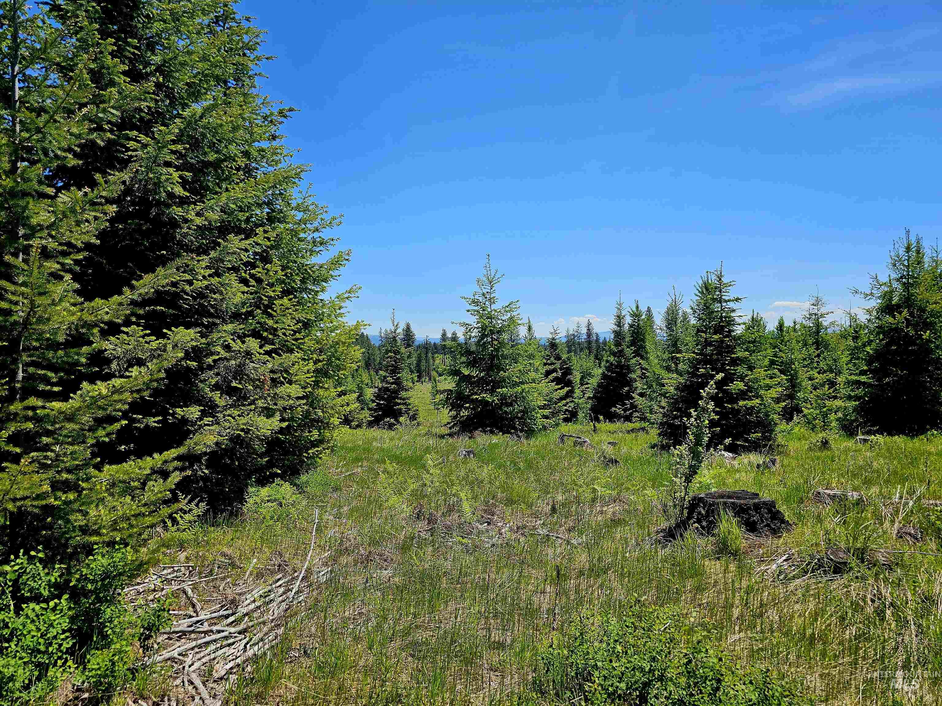 0 Timberline Heights Weippe, ID 83553 - Photo 6 of 16 View of nature