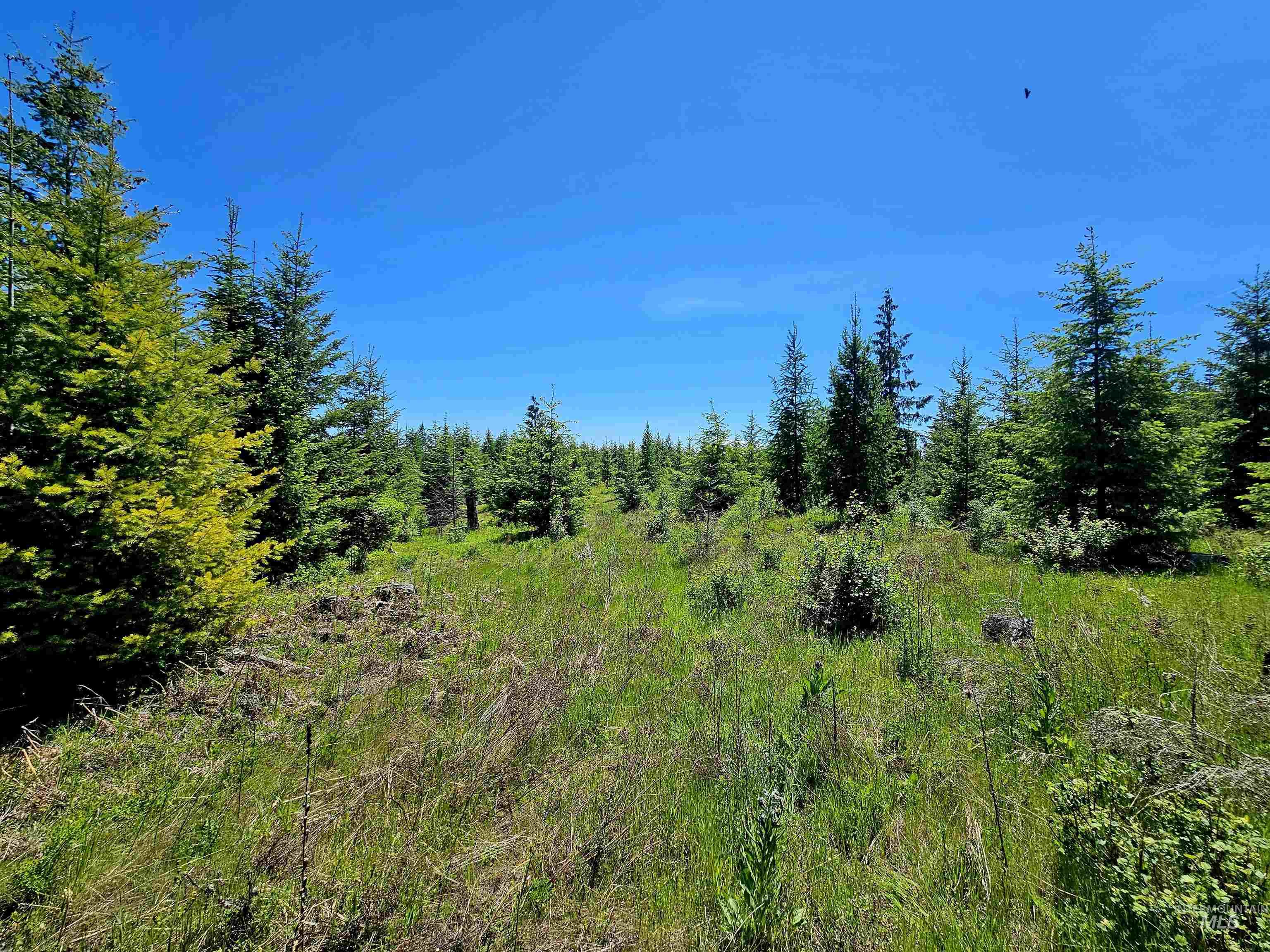 0 Timberline Heights Weippe, ID 83553 - Photo 8 of 16 View of wooded area