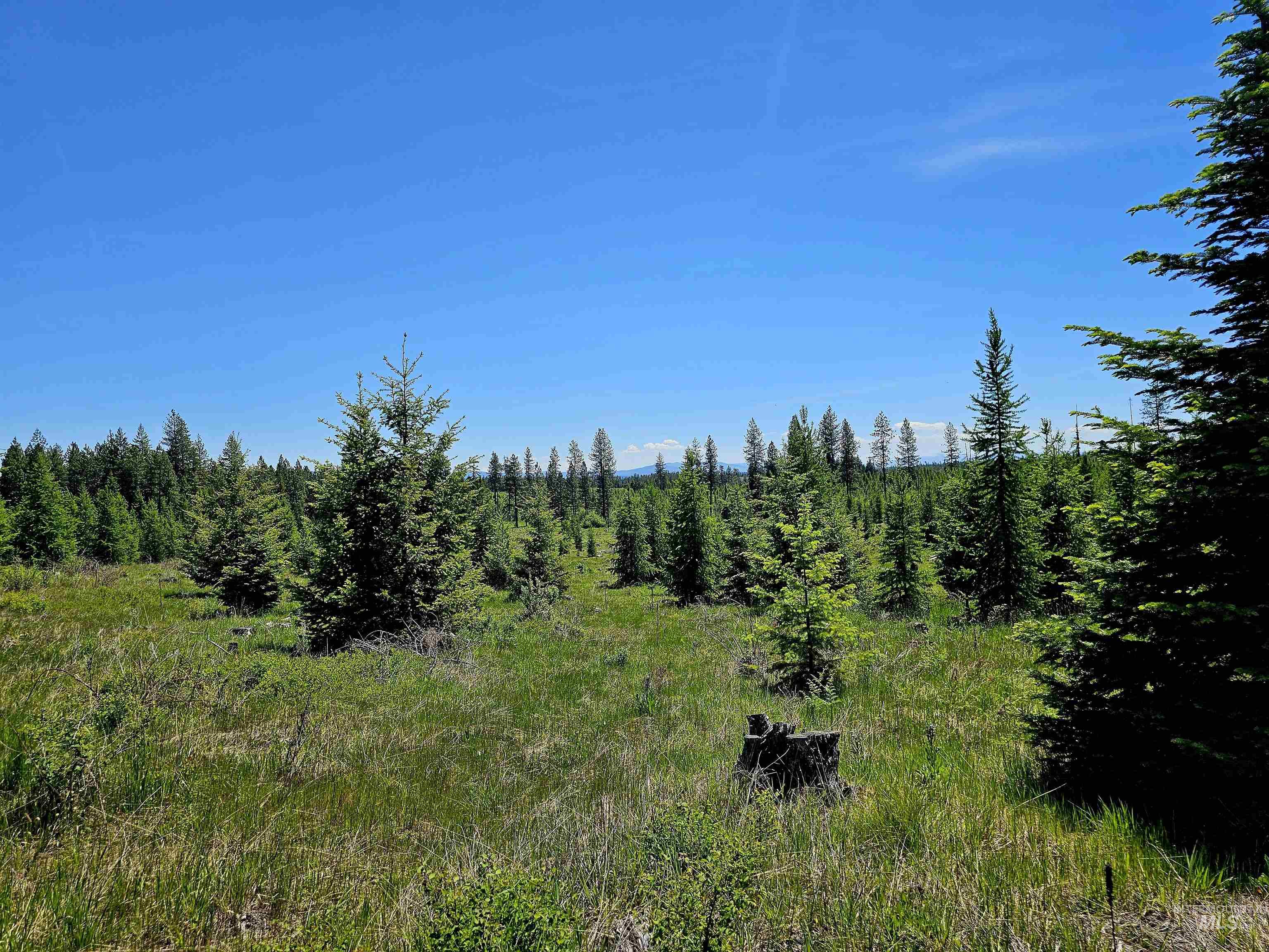 0 Timberline Heights Weippe, ID 83553 - Photo 9 of 16 View of wooded area