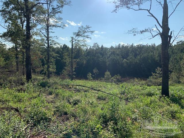 501 Elsie Davis Road Century, FL 32535 - Photo 28 of 44 Gallery Image 28
