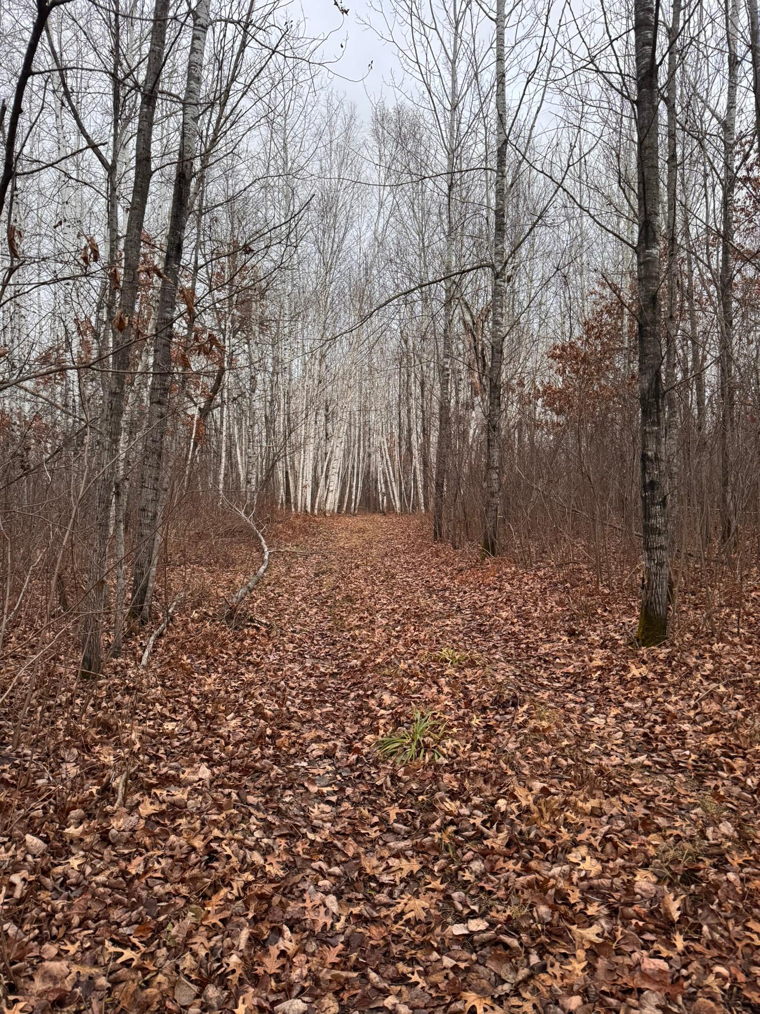 239 County 49 Northwest Pine River, MN 56474 - Photo 103 of 104