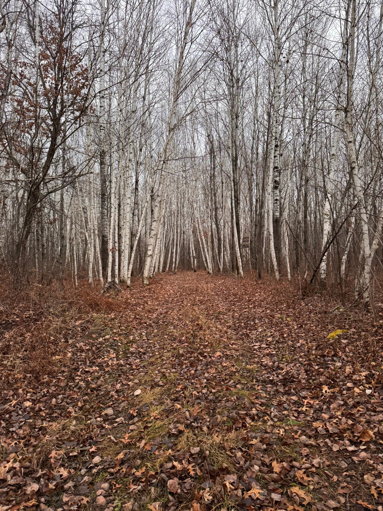 239 County 49 Northwest Pine River, MN 56474 - Photo 104 of 104