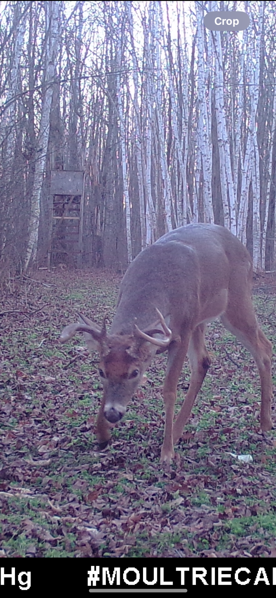 239 County 49 Northwest Pine River, MN 56474 - Photo 65 of 104