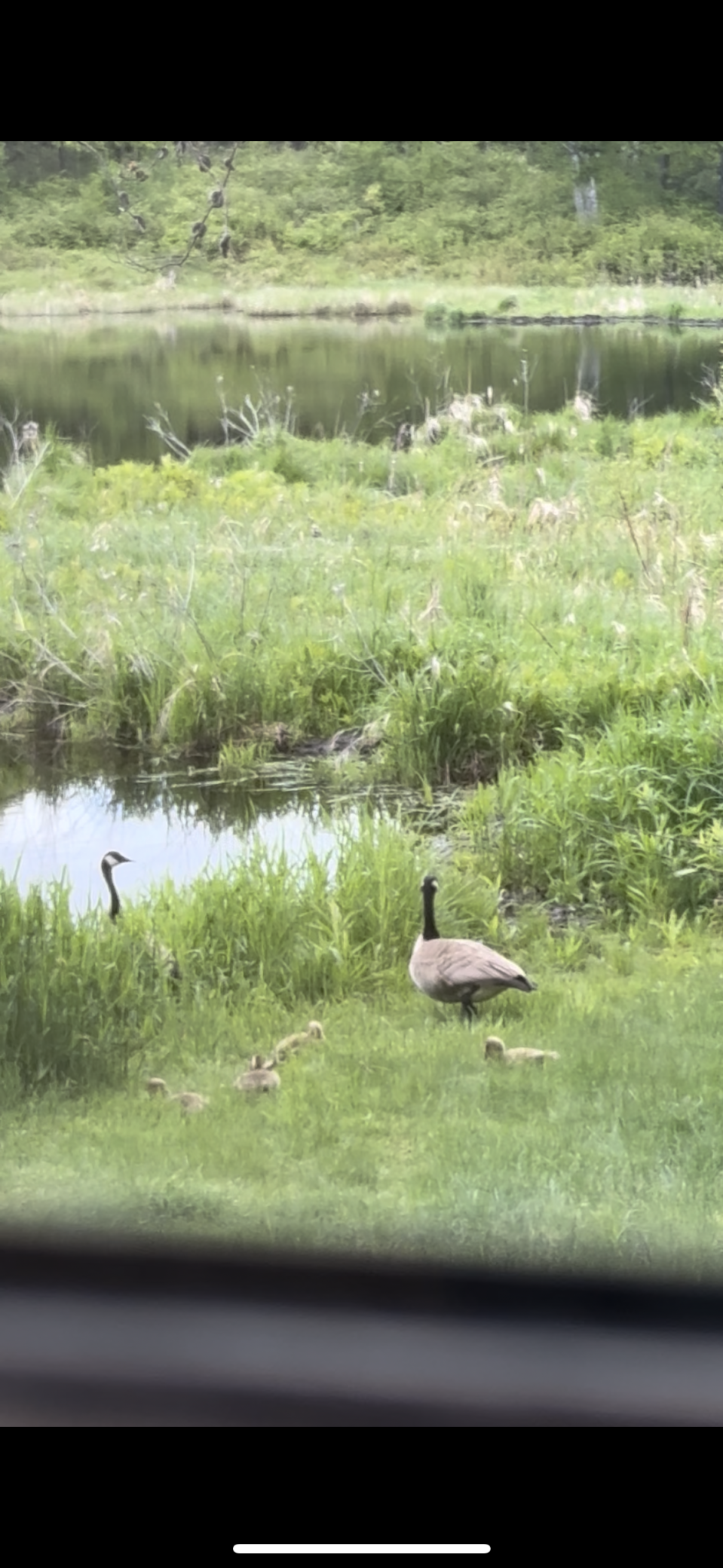 239 County 49 Northwest Pine River, MN 56474 - Photo 71 of 104