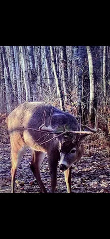 $609,400 | 239 County 49 Northwest, Pine River, MN 56474