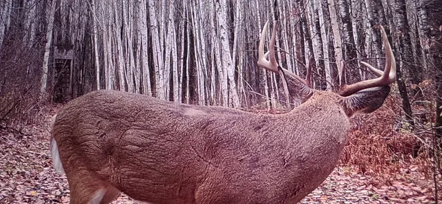 $619,400 | 239 County 49 Northwest, Pine River, MN 56474