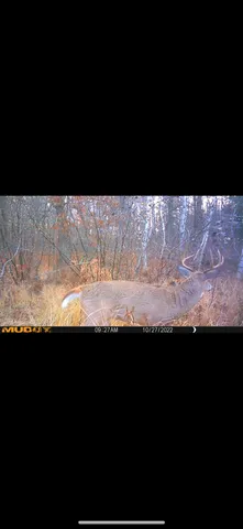 $609,400 | 239 County 49 Northwest, Pine River, MN 56474