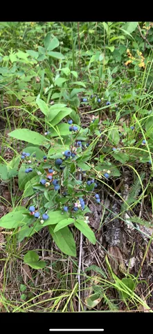 $609,400 | 239 County 49 Northwest, Pine River, MN 56474