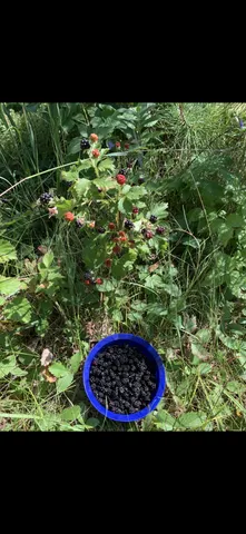 $619,400 | 239 County 49 Northwest, Pine River, MN 56474