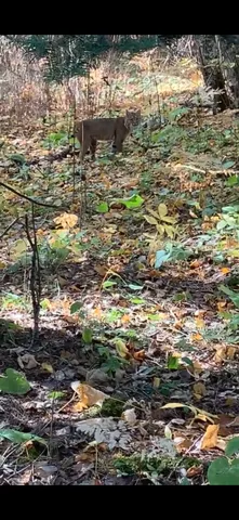 $619,400 | 239 County 49 Northwest, Pine River, MN 56474