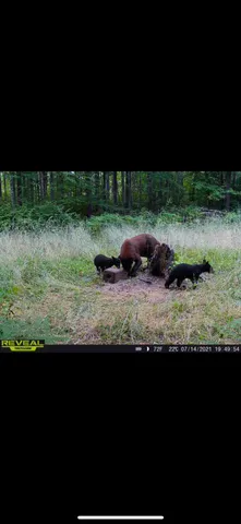 $609,400 | 239 County 49 Northwest, Pine River, MN 56474