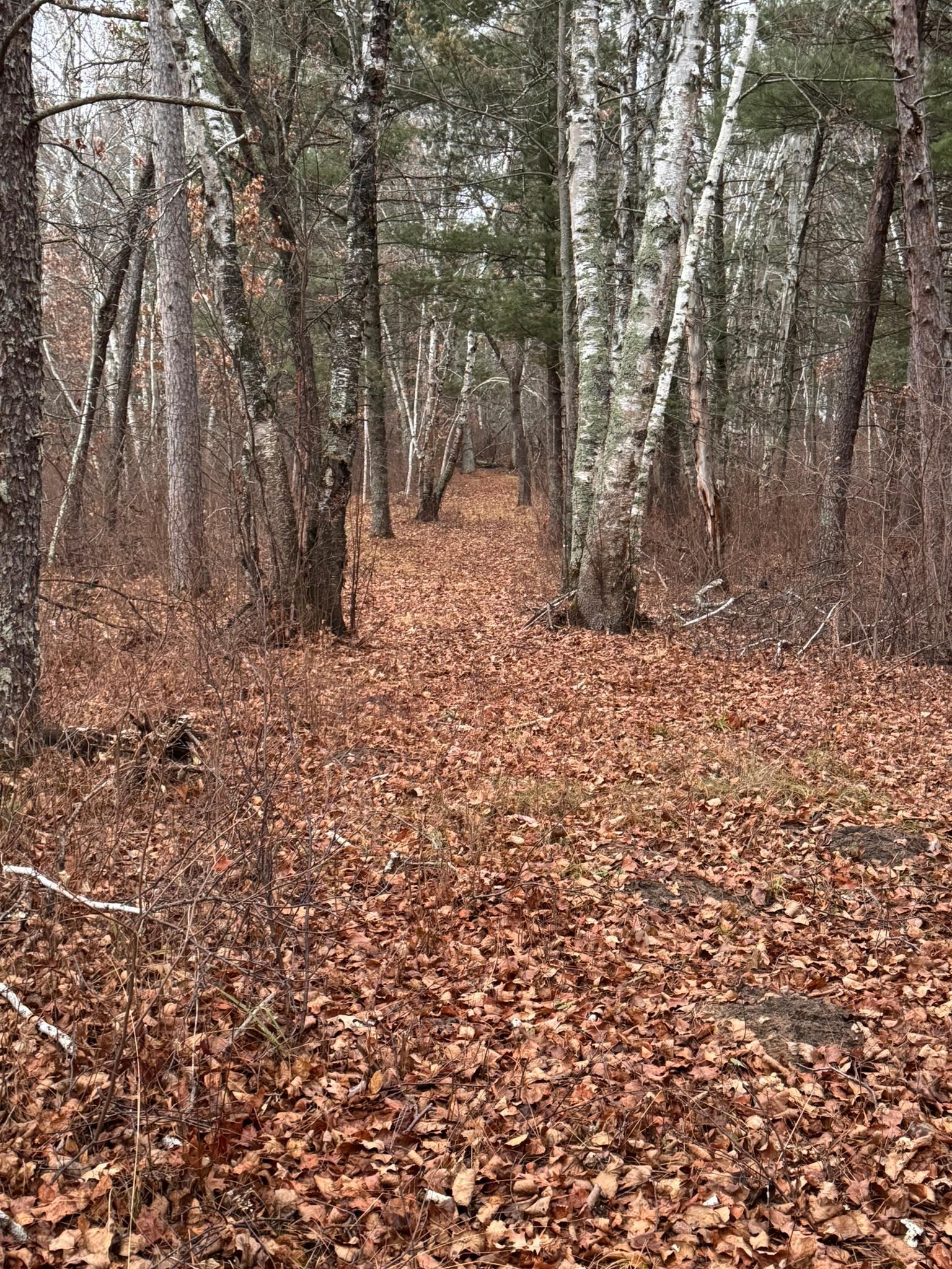 239 County 49 Northwest Pine River, MN 56474 - Photo 97 of 104