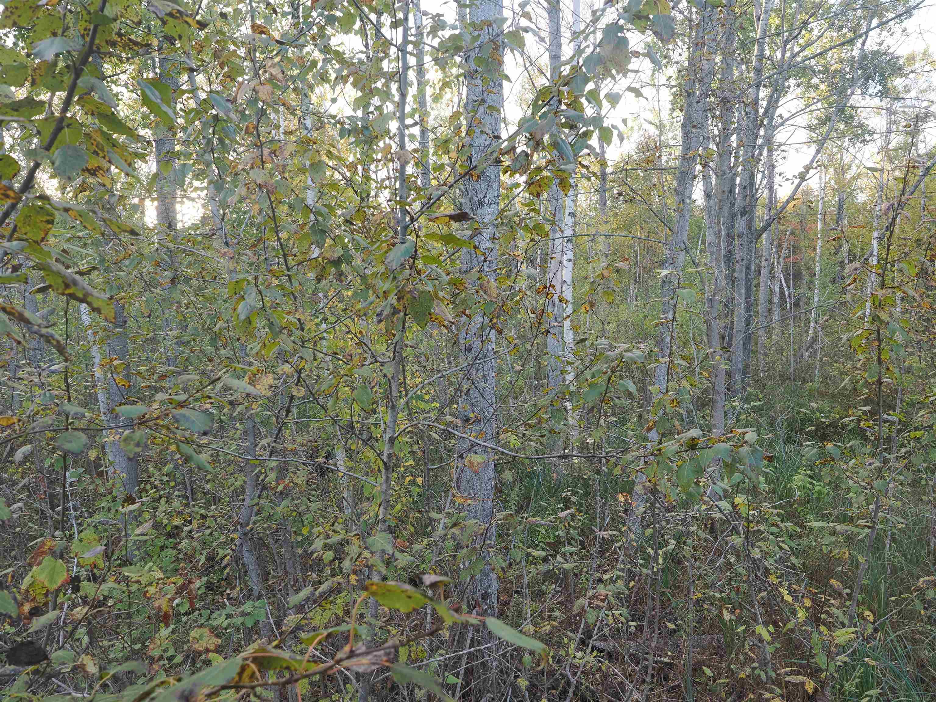 Xxx Tolan Road Spruce, MI 48762 - Photo 40 of 79