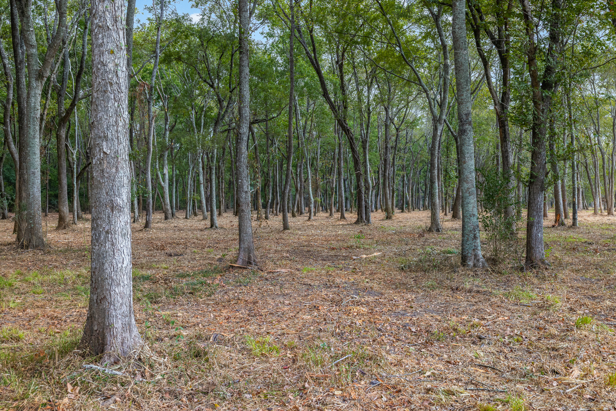 9999 Fm 834 Liberty, TX 77575 - Photo 12 of 19 a view of outdoor space with trees