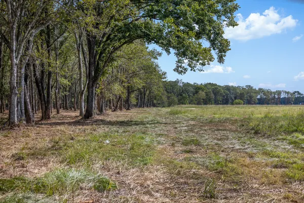 a view of a yard with a tree