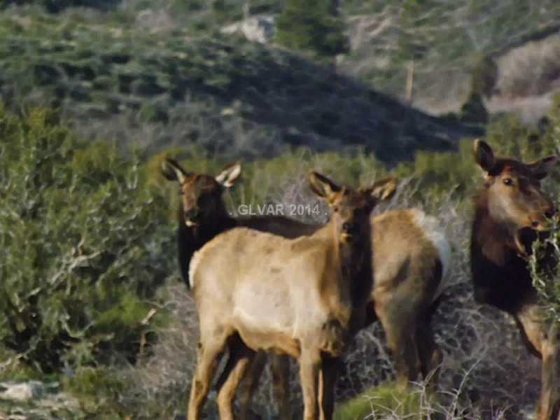 2 Lonesome Elk Road Cold Creek, NV 89124 - Photo 33 of 35 Other. Elk in the Cold Creek area.
