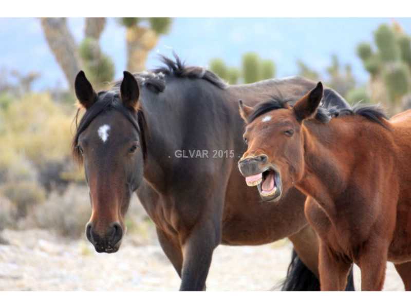 2 Lonesome Elk Road Cold Creek, NV 89124 - Photo 35 of 35 Property Photo. Wild horses roam the area...