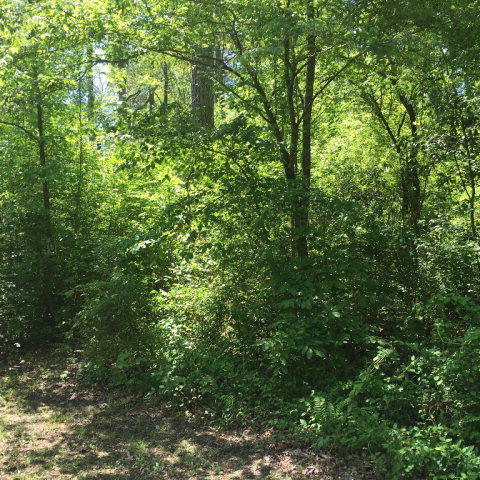 Lot 26 Lot Road Bath, NC 27808 - Photo 1 of 8 Primary Photo