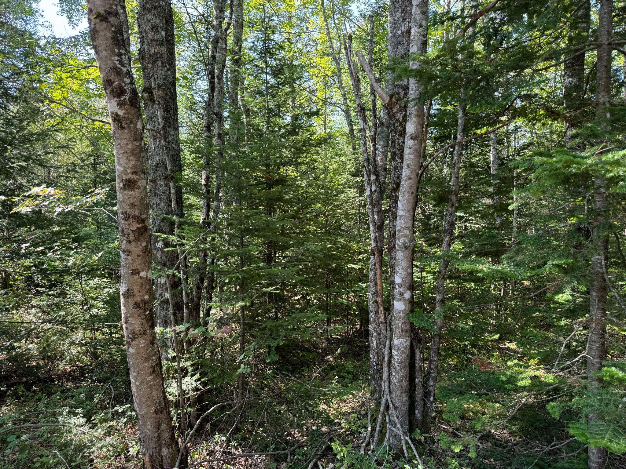 Lot 2 Mill River Road Harrington, ME 04643 - Photo 6 of 7 6
