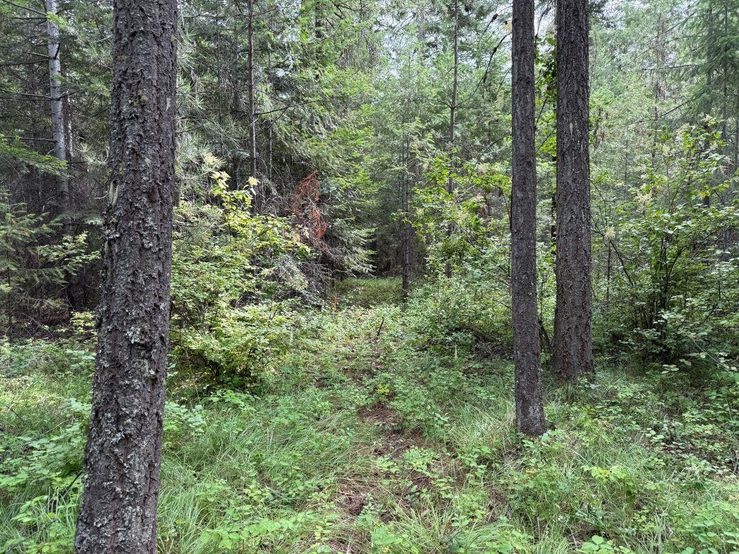 Lot 1 Springdale Hunters Road Springdale, WA 99173 - Photo 7 of 12