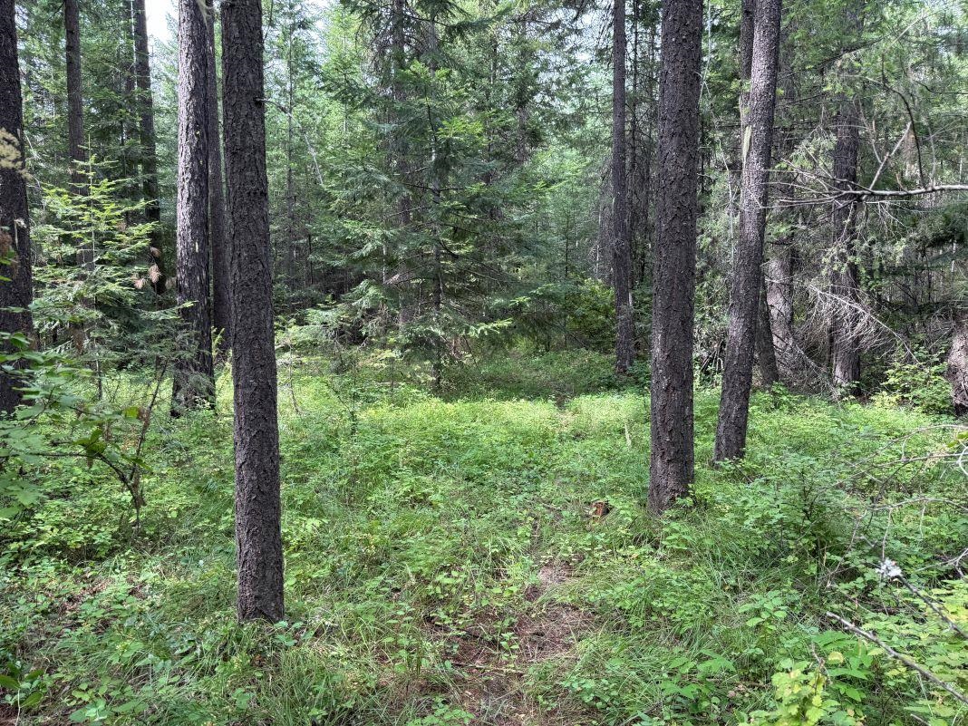 Lot 1 Springdale Hunters Road Springdale, WA 99173 - Photo 8 of 12