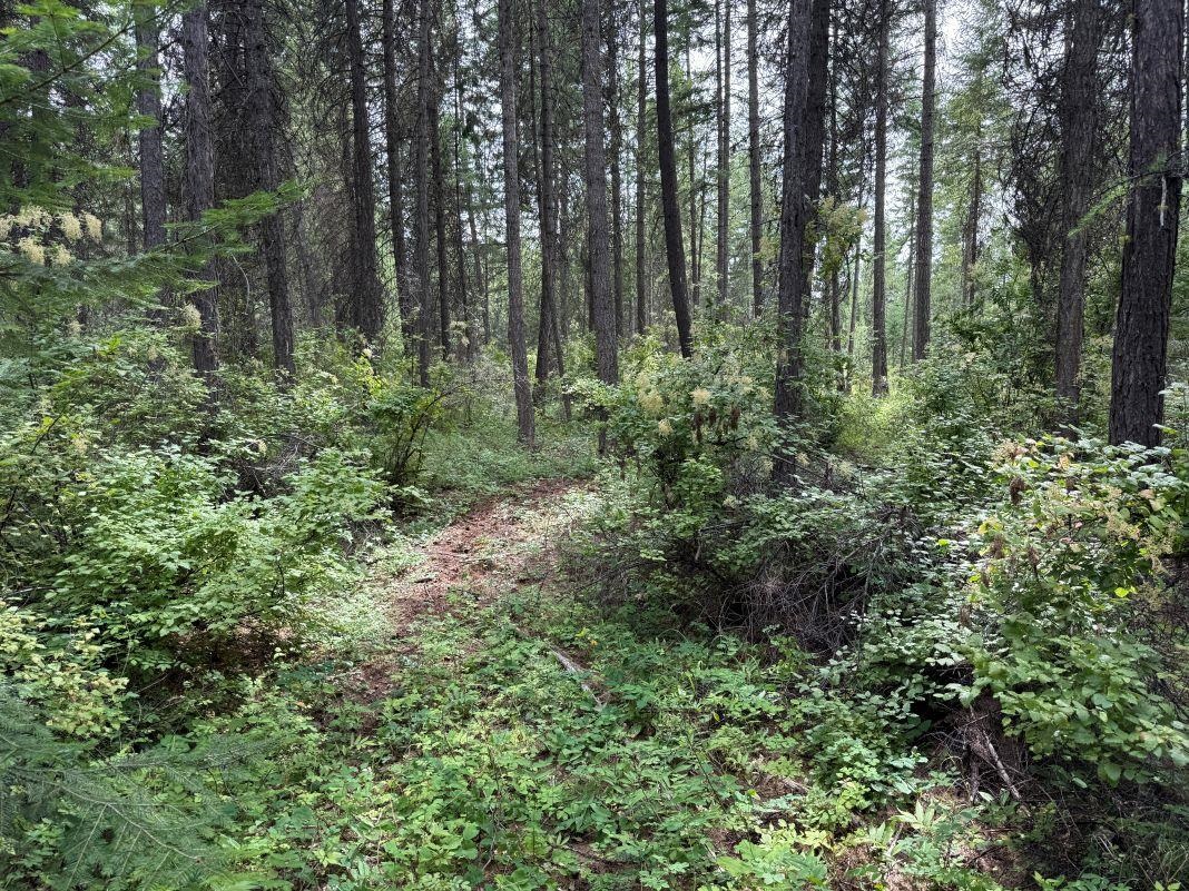 Lot 1 Springdale Hunters Road Springdale, WA 99173 - Photo 10 of 12