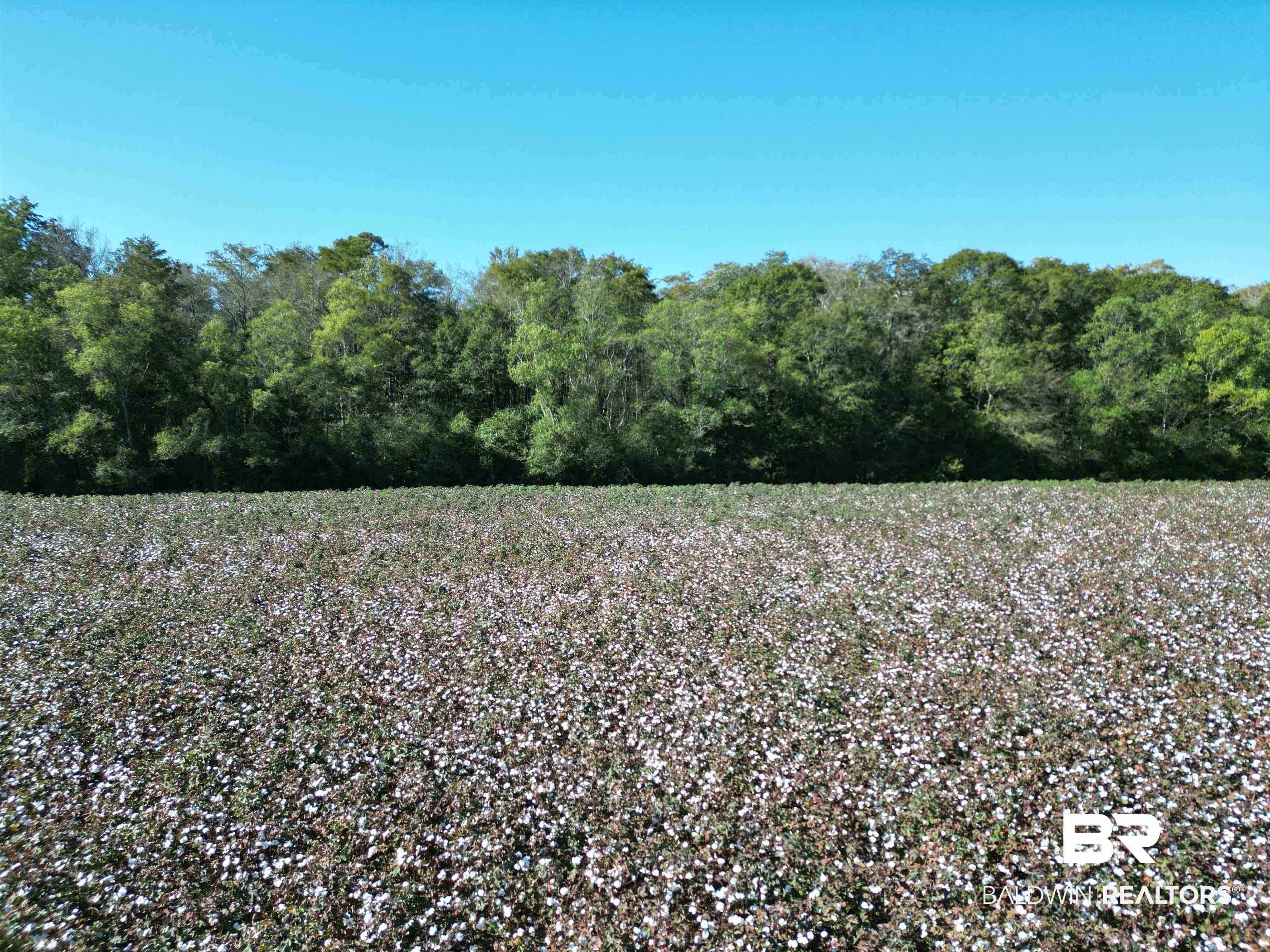 0 South Highway 99 Walnut Hill, FL 32568 - Photo 10 of 18 View of nature