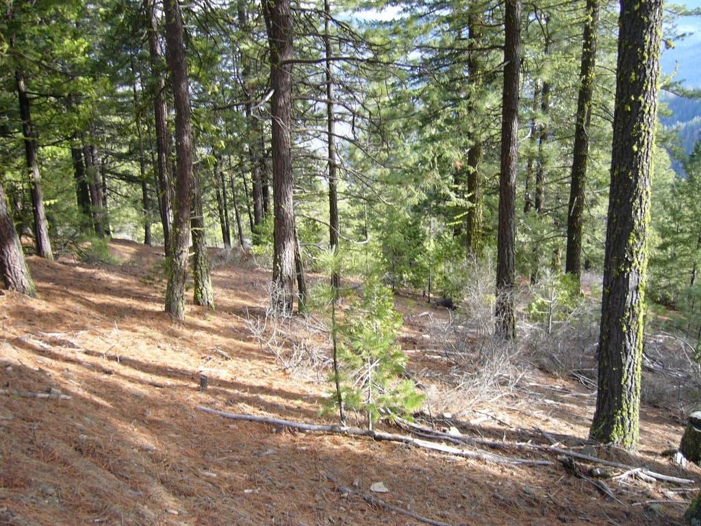 159.4 Acres Ridge Road Yreka, CA 96097 - Photo 16 of 23 Gallery Image 16