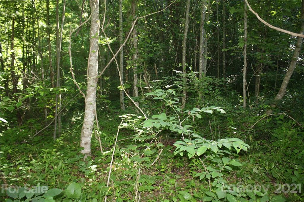 Tbd Heck Creek Road Marshall, NC 28753 - Photo 21 of 32 Gallery Image 21