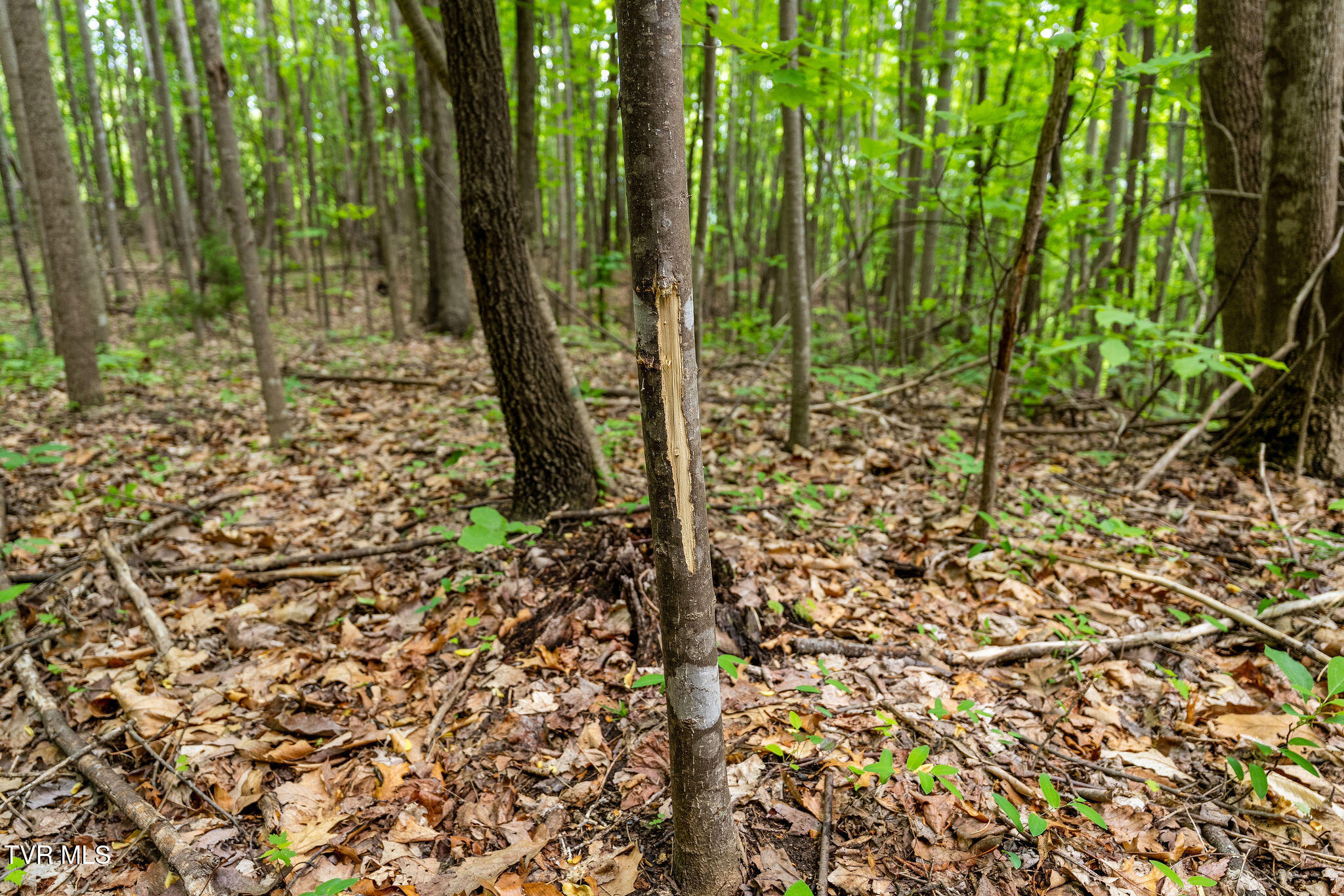Tbd Wattenbarger Gap Road Greeneville, TN 37745 - Photo 29 of 41 DSC08333