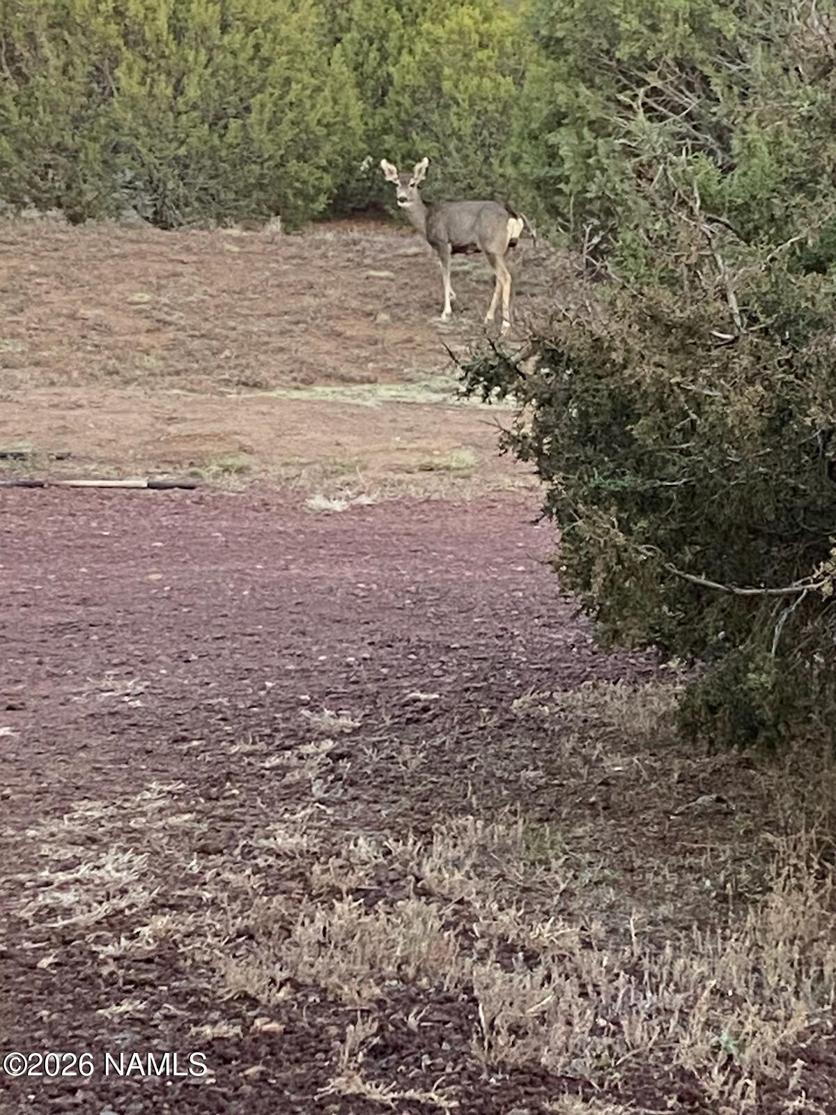 8187 Cassity Trail Williams, AZ 86046 - Photo 35 of 49 Driveway Visitor
