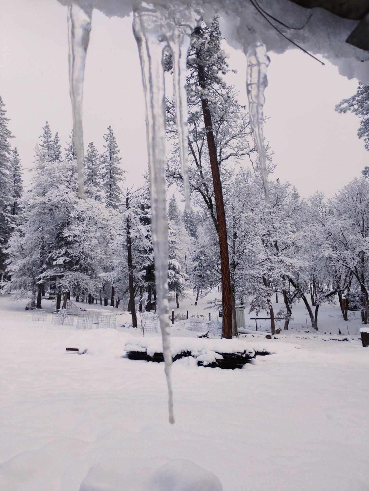 1411 Mc Alexander Road Hayfork, CA 96041 - Photo 33 of 38 White Christmas