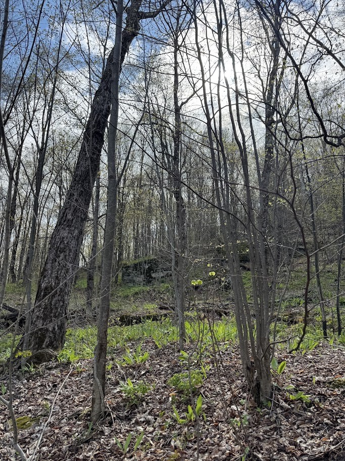 Bramley Mountain Road Bloomville, NY 13739 - Photo 15 of 19