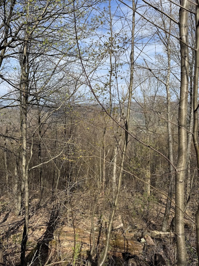 Bramley Mountain Road Bloomville, NY 13739 - Photo 17 of 19